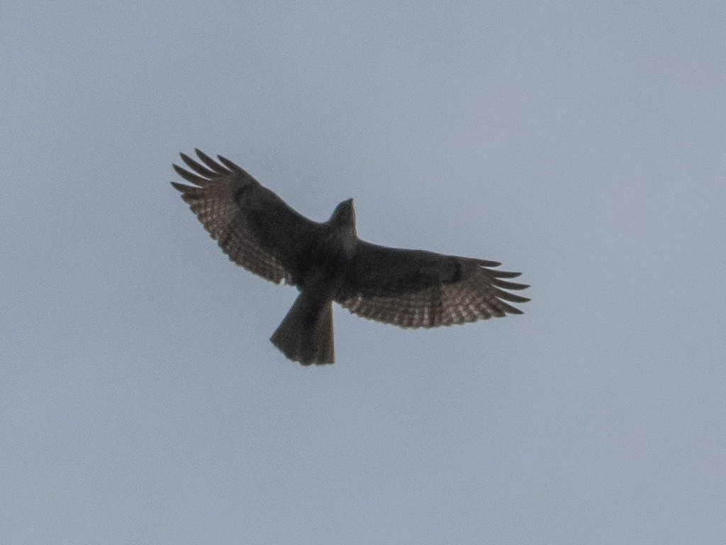 Bird of prey - perhaps Ferruginous Hawk
